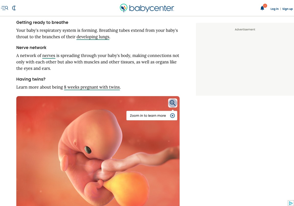 BabyCenter|8 周页面:周身份 + 胎儿图 + Highlights